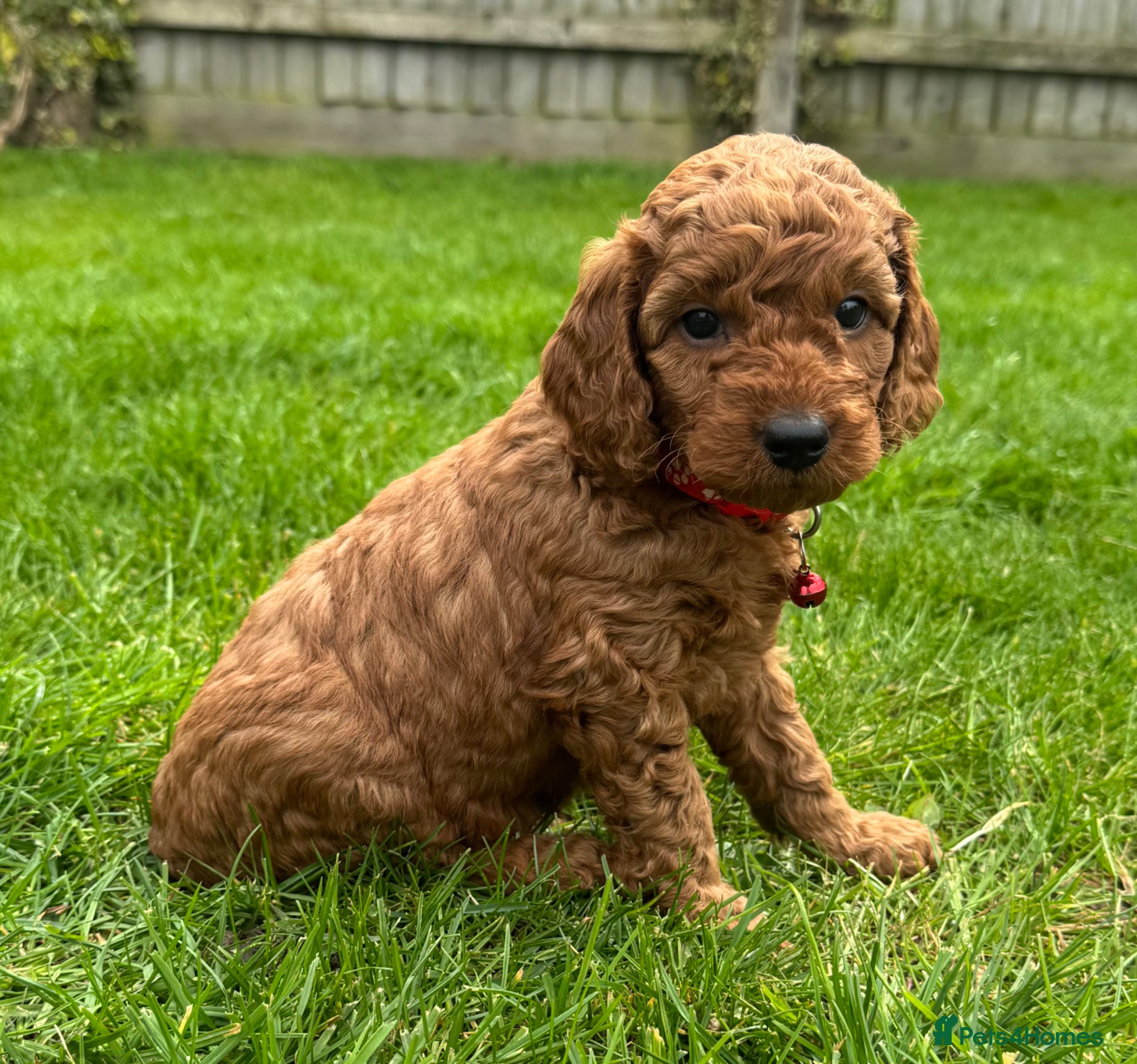 Cockapoo dogs F1b solid red cockapoo female 🐾 - Advert 10