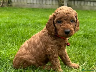 Cockapoo dogs F1b solid red cockapoo female 🐾 - Advert 11