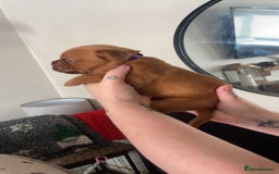 Dogue De Bordeaux dogs for sale: Dogue de bordeaux puppies - Image 7
