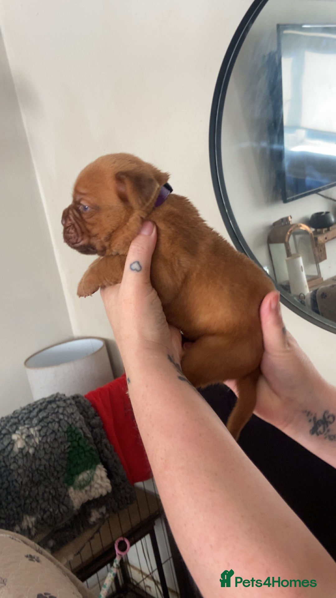 Dogue De Bordeaux dogs for sale: Dogue de bordeaux puppies - Image 7