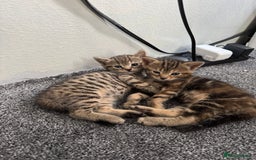 American Bobtail cats for sale: American bobtail / tortoise shell - Image 7