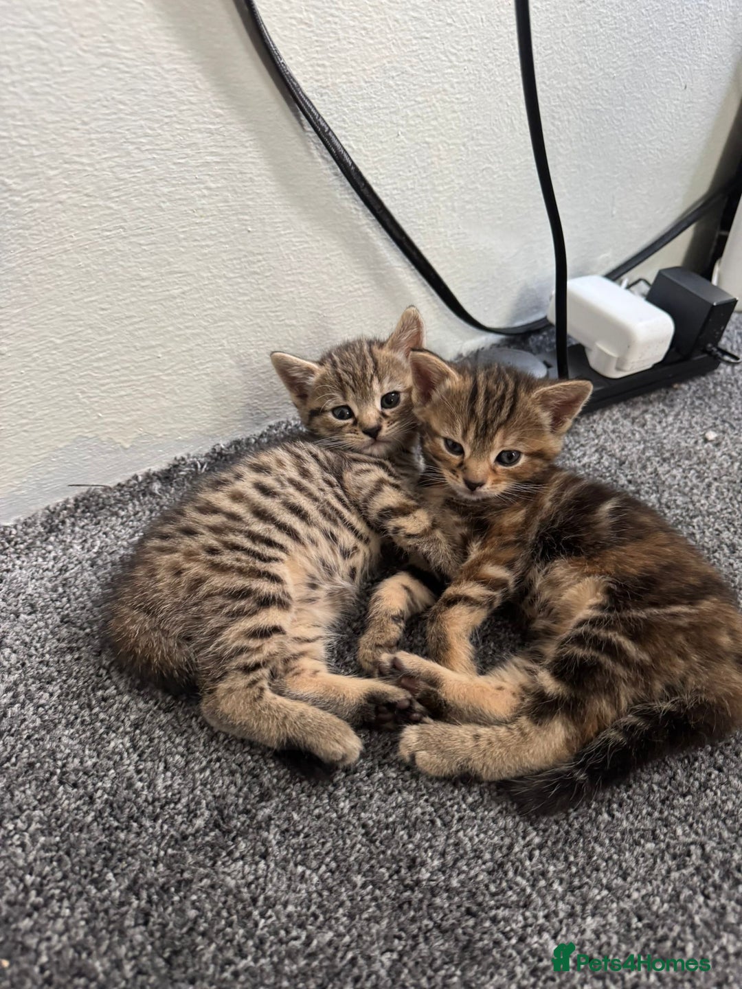 American Bobtail cats for sale: American bobtail / tortoise shell - Image 7