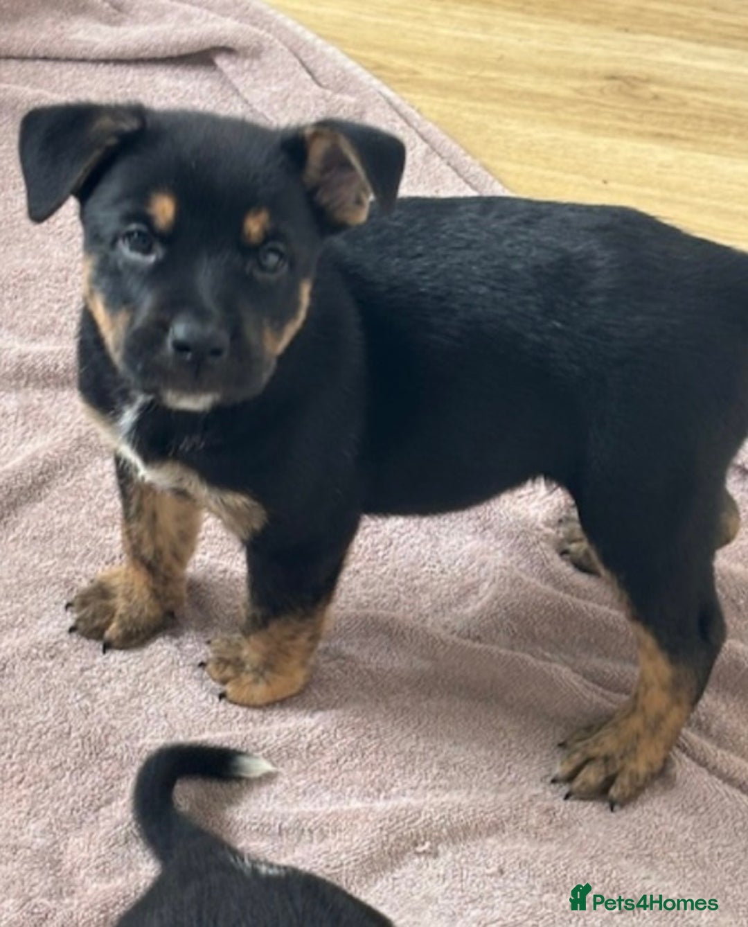 Mixed Breed dogs for sale: Ready now old Tyme English- British bulldogs  - Image 2