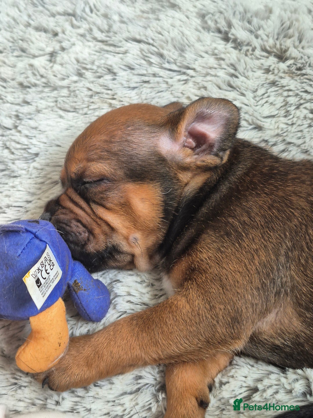 Staffordshire Bull Terrier dogs for sale: DNA HEALTH TESTED STAFFIE PUPPIES, BAER HEARING  - Advert 13