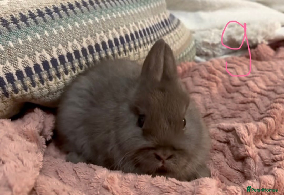 Netherland Dwarf rabbits for sale: 2 beautiful chocolate coloured netherland dwarfs - Advert 6