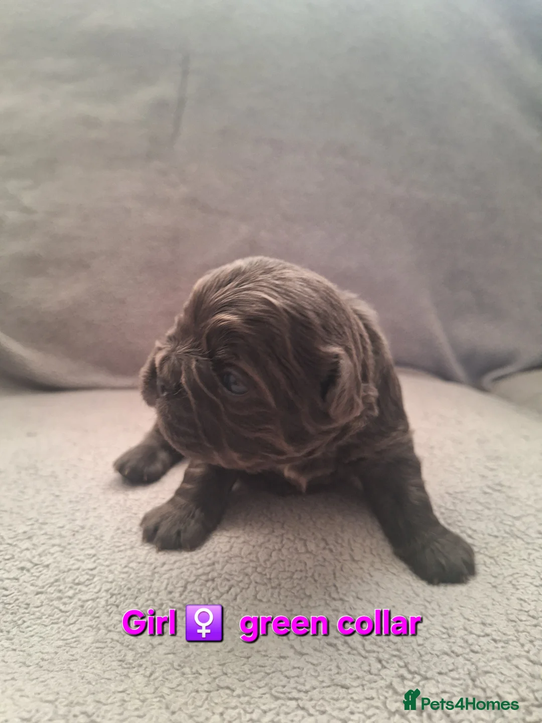 French Bulldog dogs for sale: Fluffy French Bulldog Puppies - Advert 6