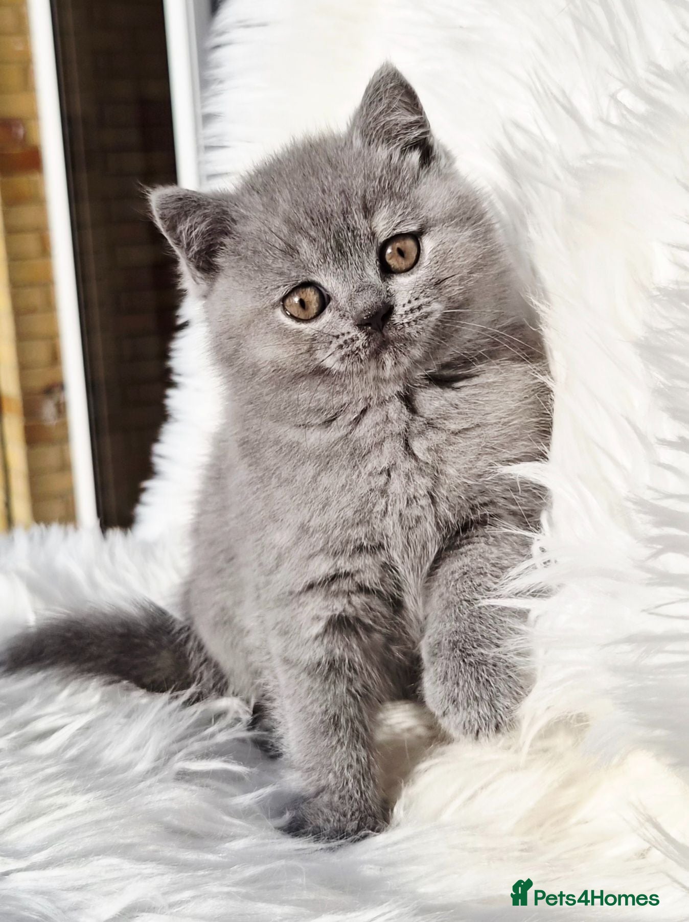 British Shorthair cats Stunning British shorthair kittens  - Advert 14