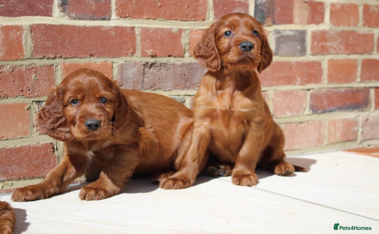 Irish Setter dogs - Advert 1