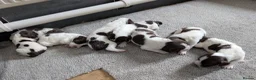 English Springer Spaniel dogs for sale: KC registered Springer Spaniel Puppies - Advert 3