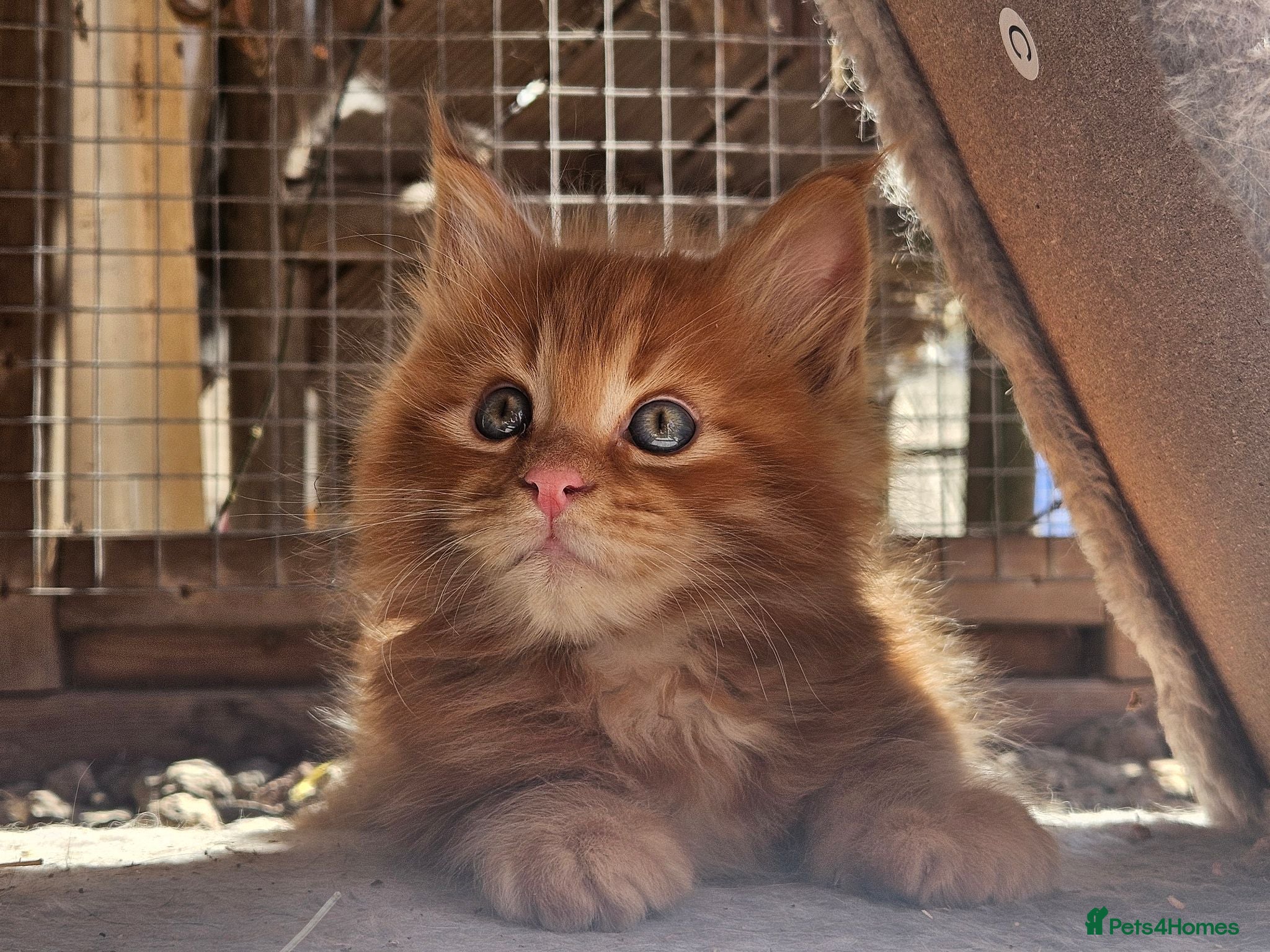 Maine Coon cats Beautiful Maine Coon kittens  - Advert 11
