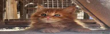 Maine Coon 1