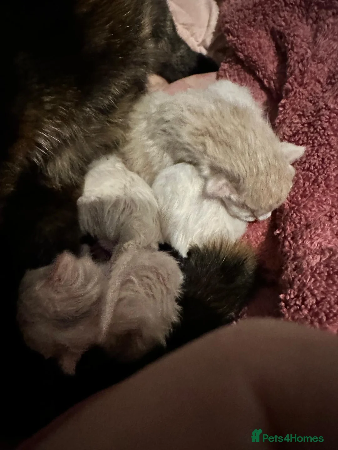 Mixed Breed cats for sale: white kittens available in Leicester - Advert 12