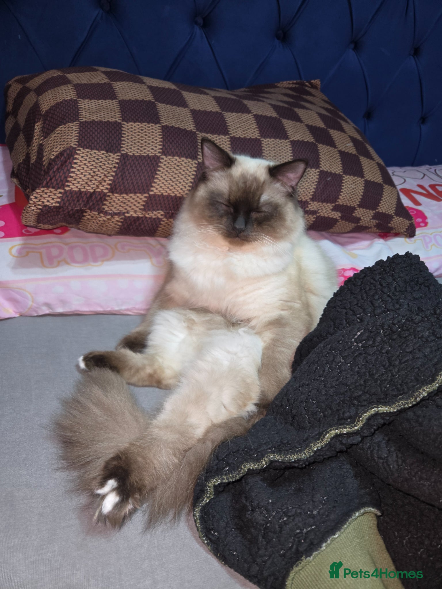 Ragdoll cats Male ragdoll - Advert 11