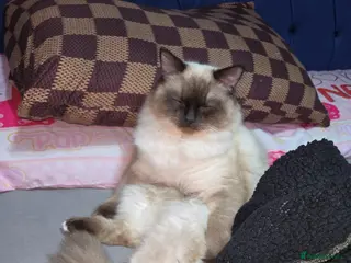 Ragdoll cats Male ragdoll - Advert 11