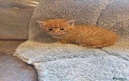 British Longhair cats for sale: Kittens for sale. - Image 3