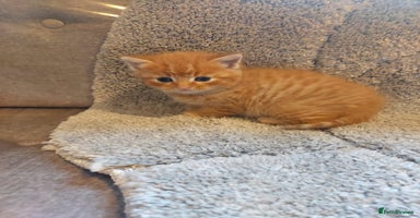 British Longhair cats - Advert 9