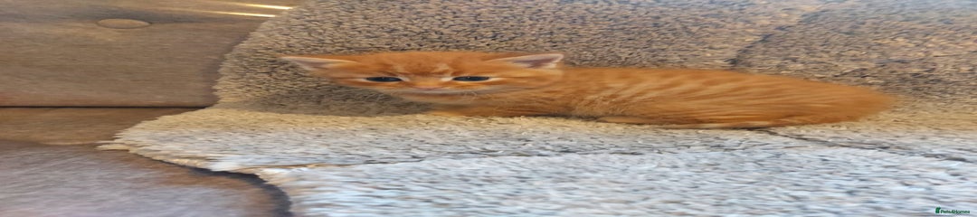 British Longhair Kitten 2