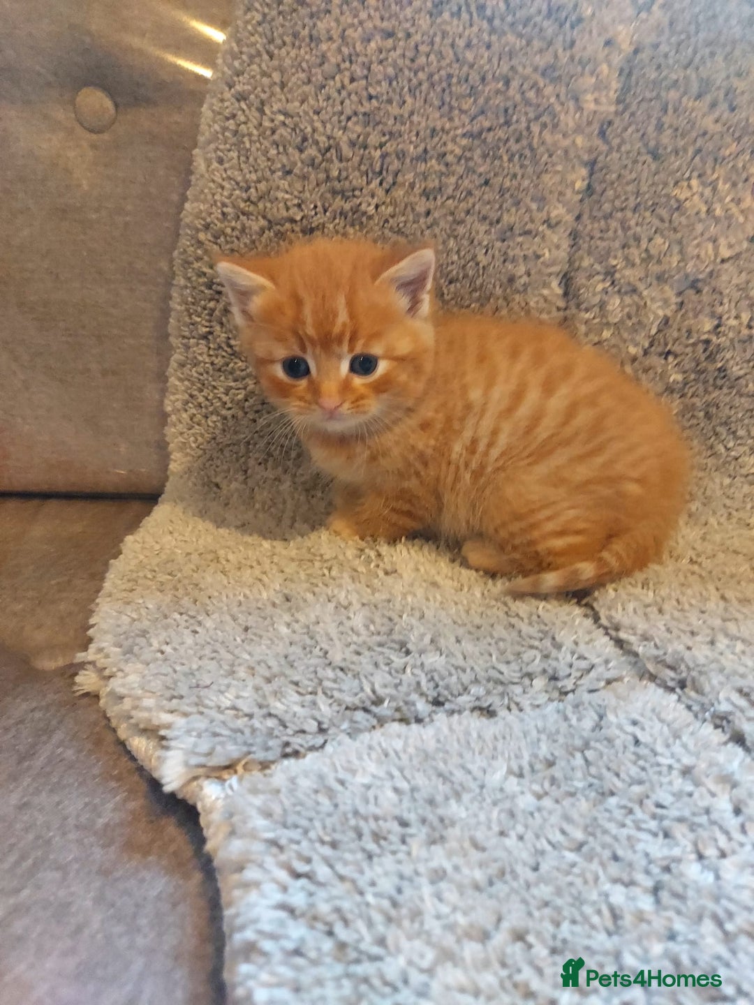 British Longhair cats for sale: Kittens for sale. - Image 3