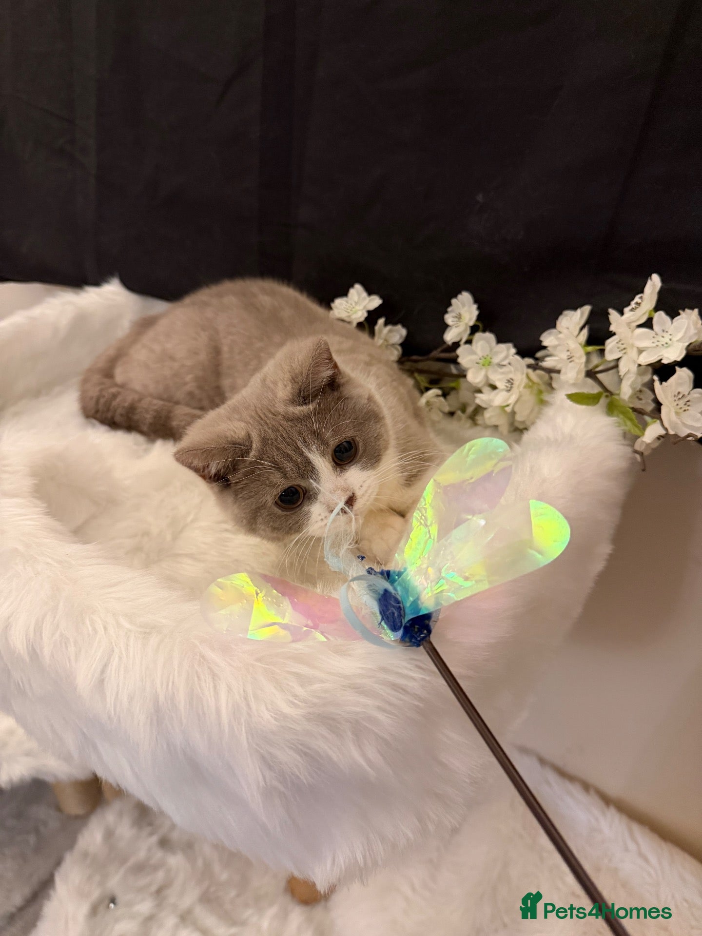 British Shorthair cats READY NOW - REGISTERED FULL PEDIGREE BSH - Advert 1
