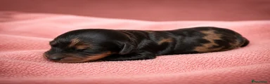Black and Tan Merle boy 