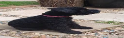 Kerry Blue Terrier dogs for sale: Kerry blue terrier puppies - Advert 3