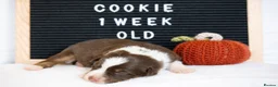Australian Shepherd dogs for sale: KC registered Australian shepherd  - Advert 7