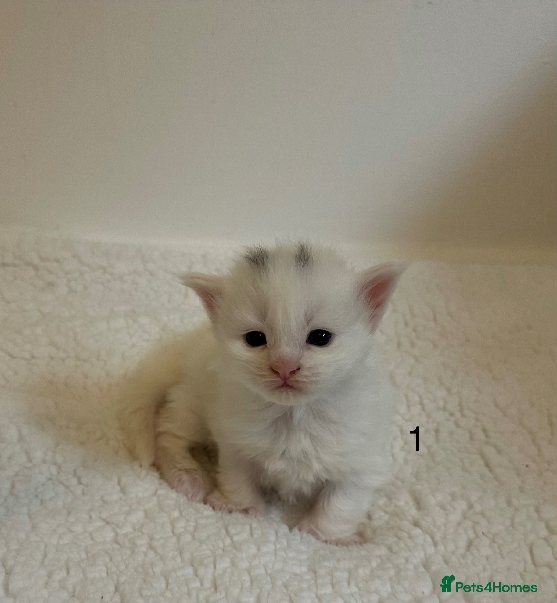Maine Coon cats Polydactyl Maine coon kittens  - Advert 1
