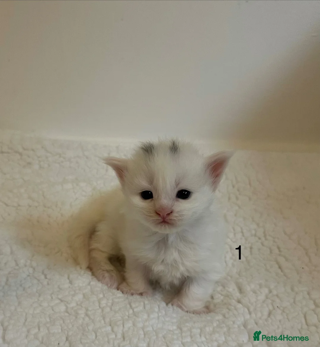 Maine Coon cats for sale: Polydactyl Maine coon kittens  - Advert 1