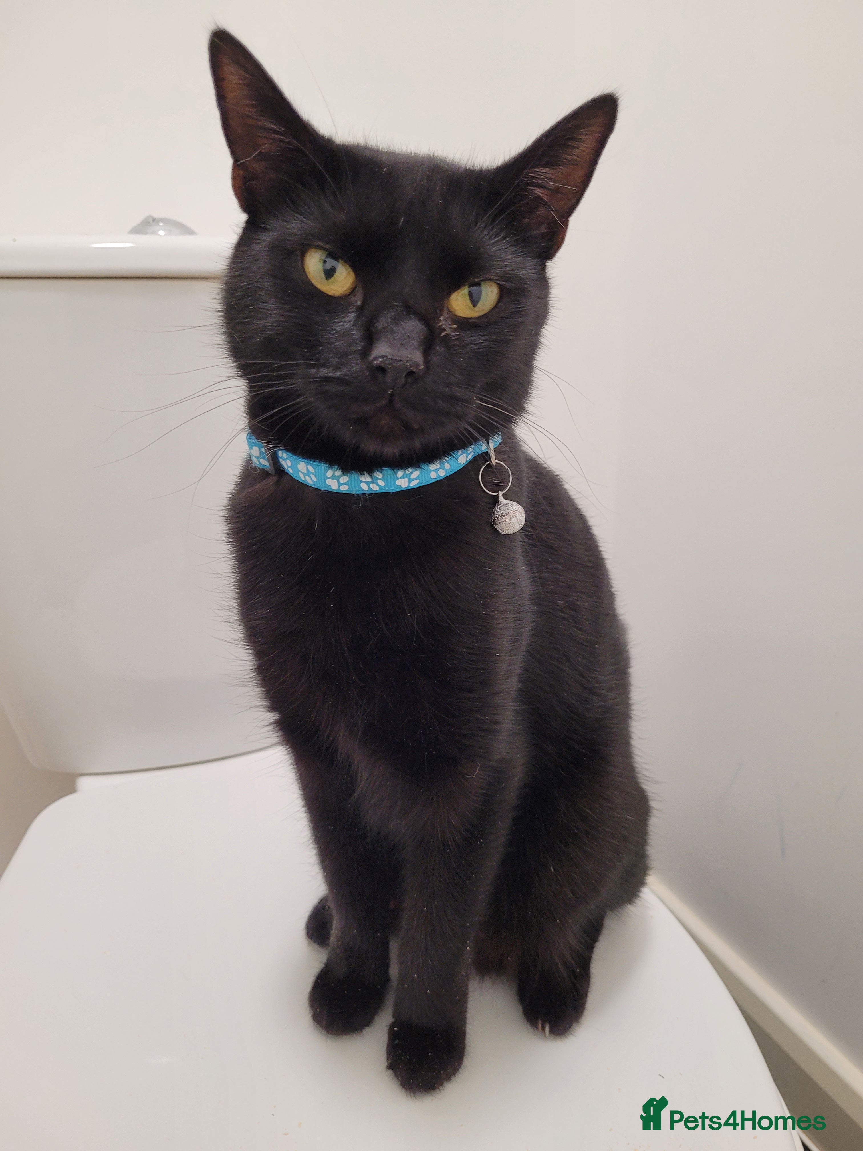 Mixed Breed cats Black mixed breed kittens - Advert 18