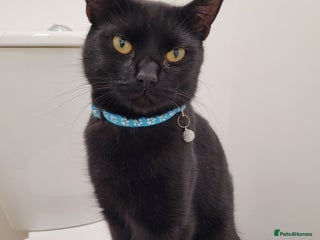 Mixed Breed cats Black mixed breed kittens - Advert 2