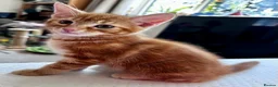 Mixed Breed cats for sale: Amiable bengal&tabby mixed kittens - Advert 17