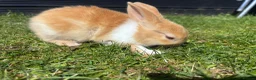 Mixed Breed rabbits for sale: Child friendly, Mixed breed rabbits  - Advert 8