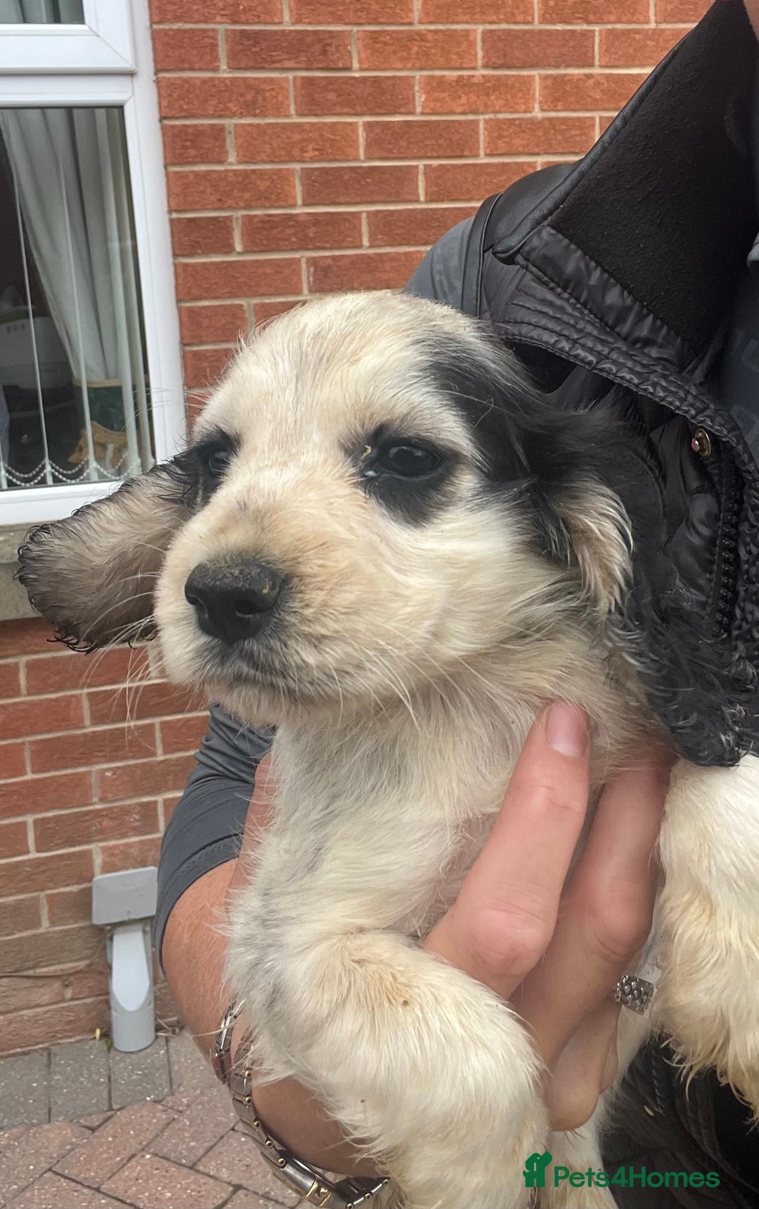 Cocker Spaniel dogs for sale: Show type cocker spaniel puppies  - Image 4