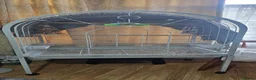 Parrots birds for sale: Hand Tammed White Capped Pionus Nith Lutino Genes in Barking - Advert 3