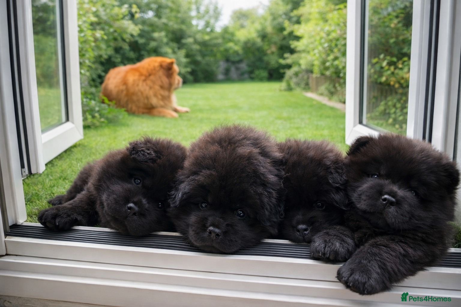 Chow Chow dogs 3 boys Beautiful Chow Chow  - Advert 1