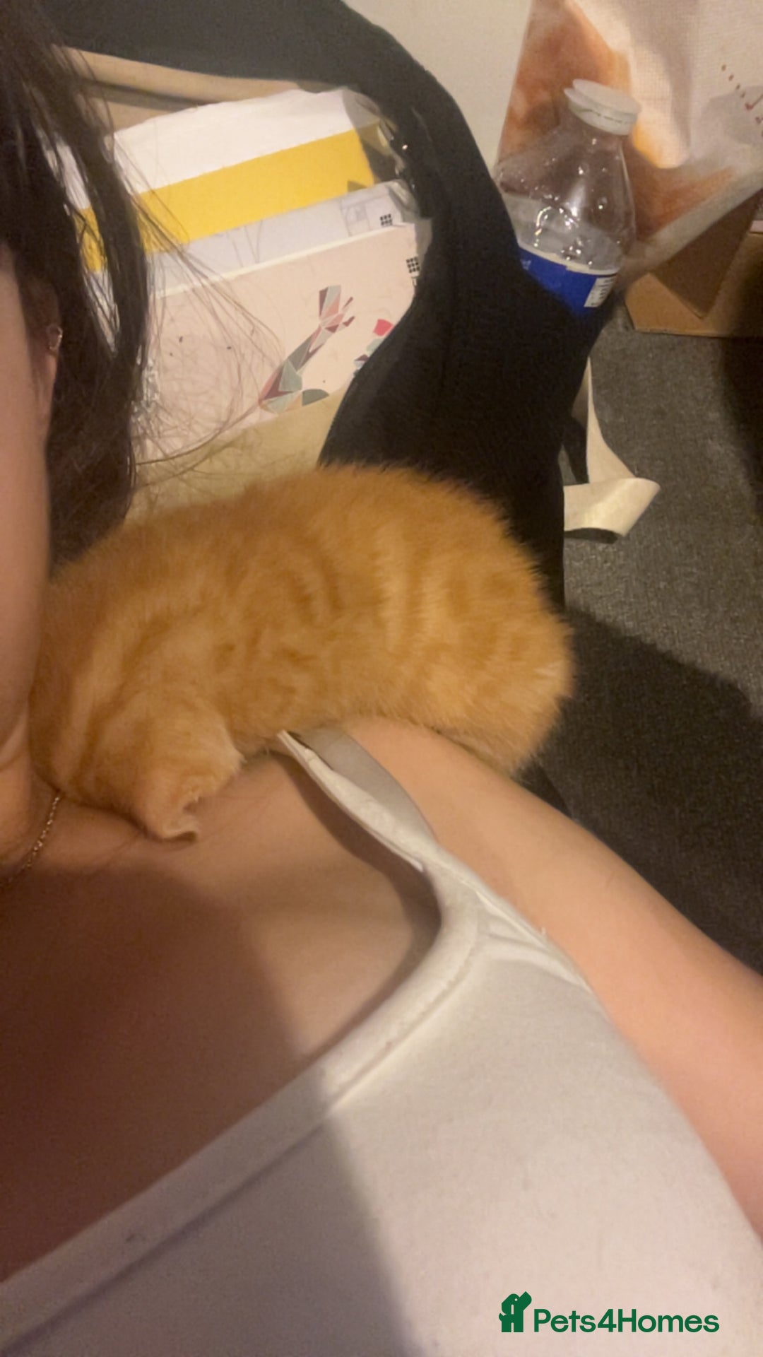 Mixed Breed cats for sale: Orange kitties 💕🍊 - Advert 6