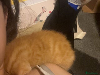 Mixed Breed cats Orange kitties 💕🍊 - Advert 1