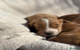 Cockapoo dogs for sale: Stunning Cockapoo Puppies KC Reg Parents - Image 5