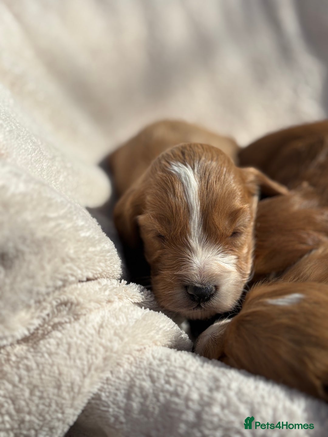 Cockapoo dogs for sale: Stunning Cockapoo Puppies KC Reg Parents - Image 5