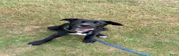 Mixed Breed dogs for sale: Jax male puppy - Advert 7
