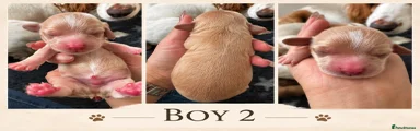 Cocker Spaniel 2