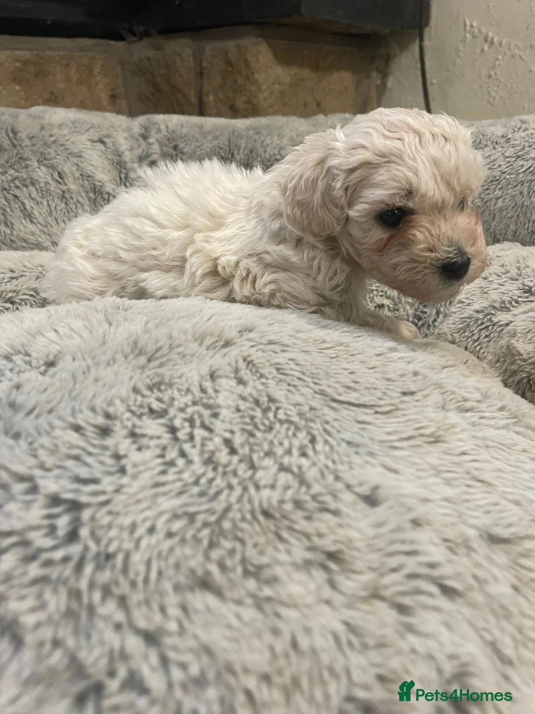 Maltipoo dogs for sale: Exquisite Maltipoo puppies  - Advert 16