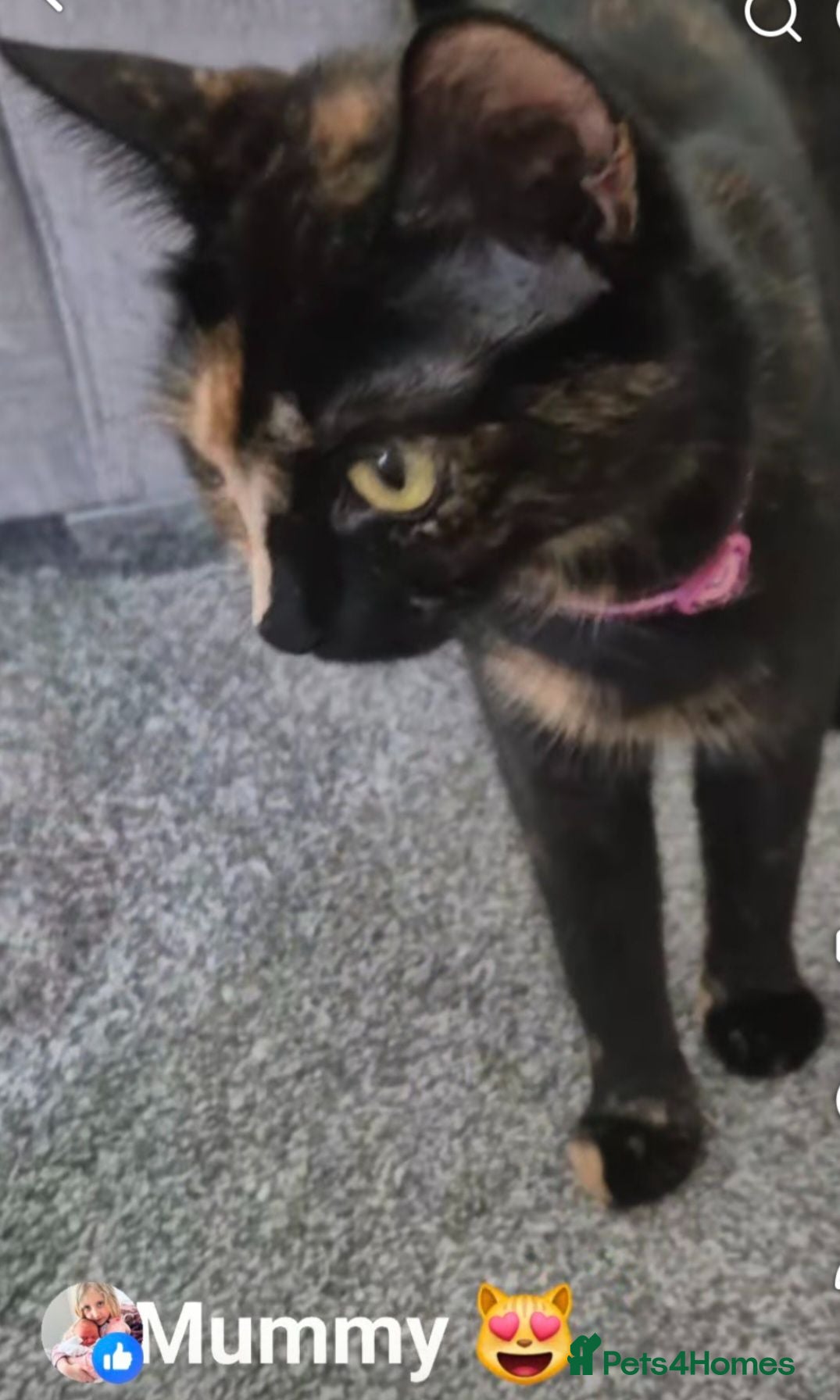 Mixed Breed cats Beautiful Kittens - Advert 1