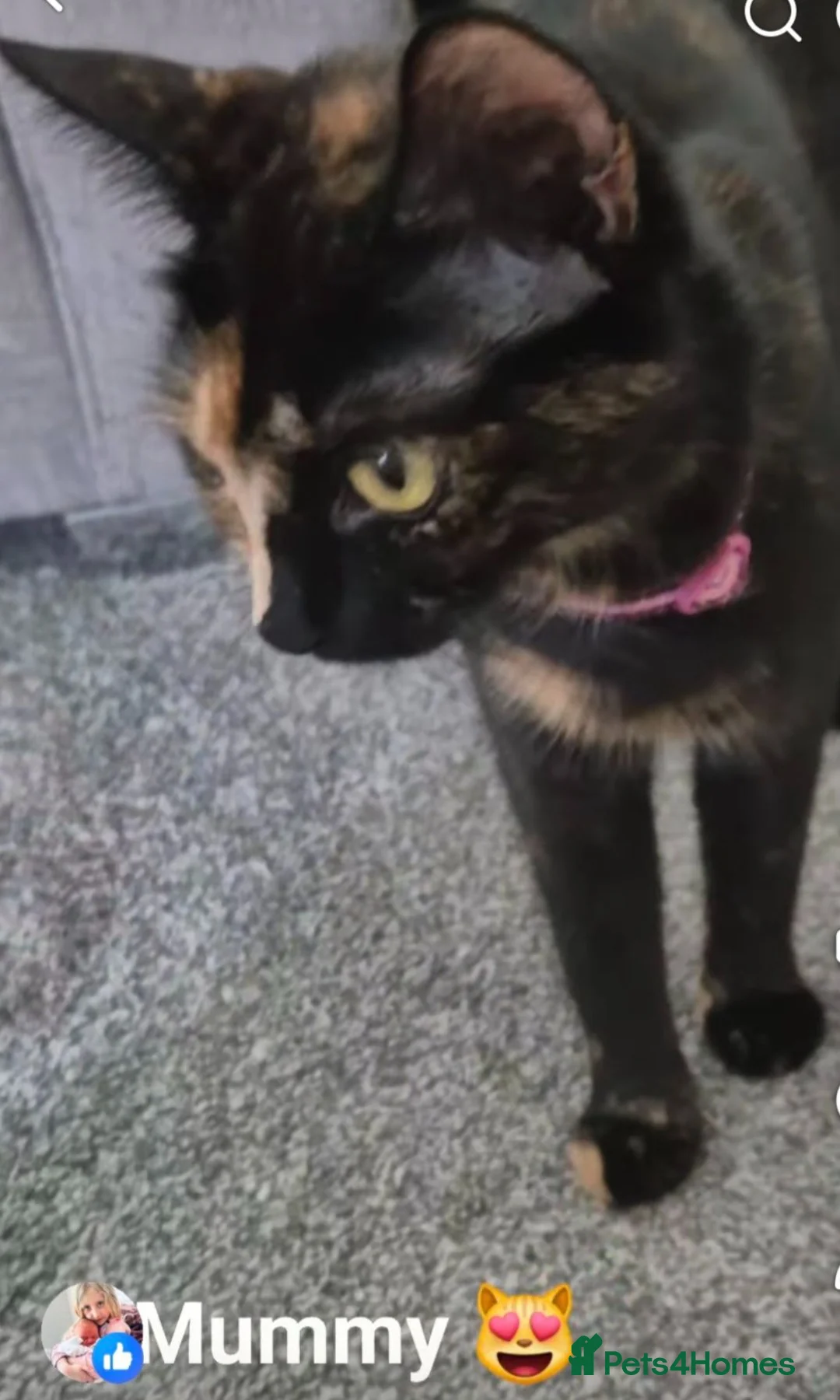 Mixed Breed cats for sale: Beautiful Kittens - Advert 1