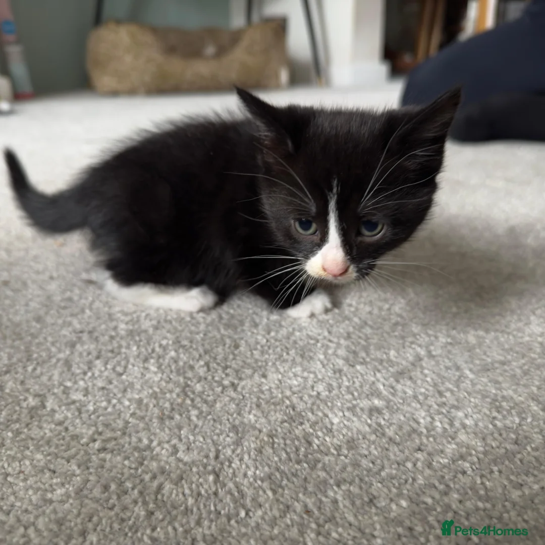 Mixed Breed cats for sale: Black & White mix kittens - Advert 11