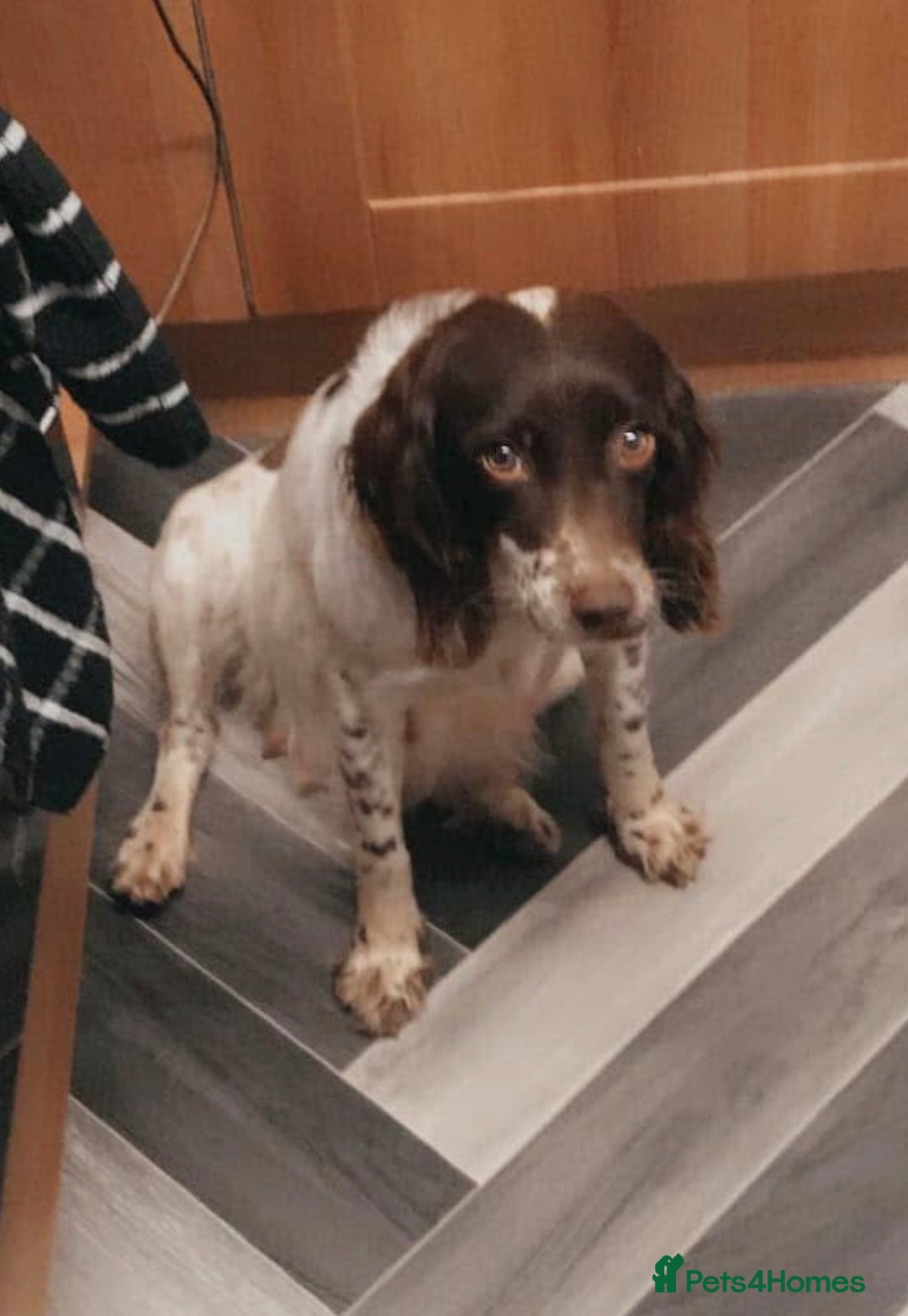 Sprocker dogs for sale: Beautiful sprocker puppies - Advert 20