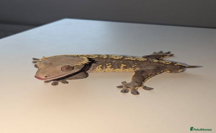 Gecko reptiles - Advert 1