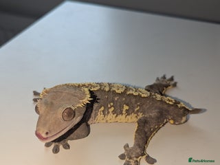 Gecko reptiles - Advert 32