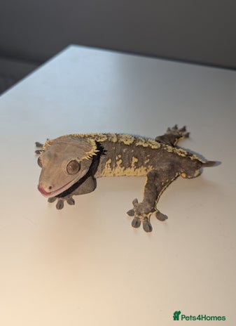 Gecko reptiles - Advert 8