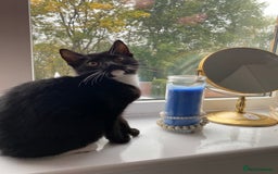 Mixed Breed cats for sale: Tuxedo Tabby kittens  - Image 9